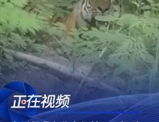 开云体育下载-吉林东北虎再度受挫，遭遇深圳马可波罗强劲反击的简单介绍