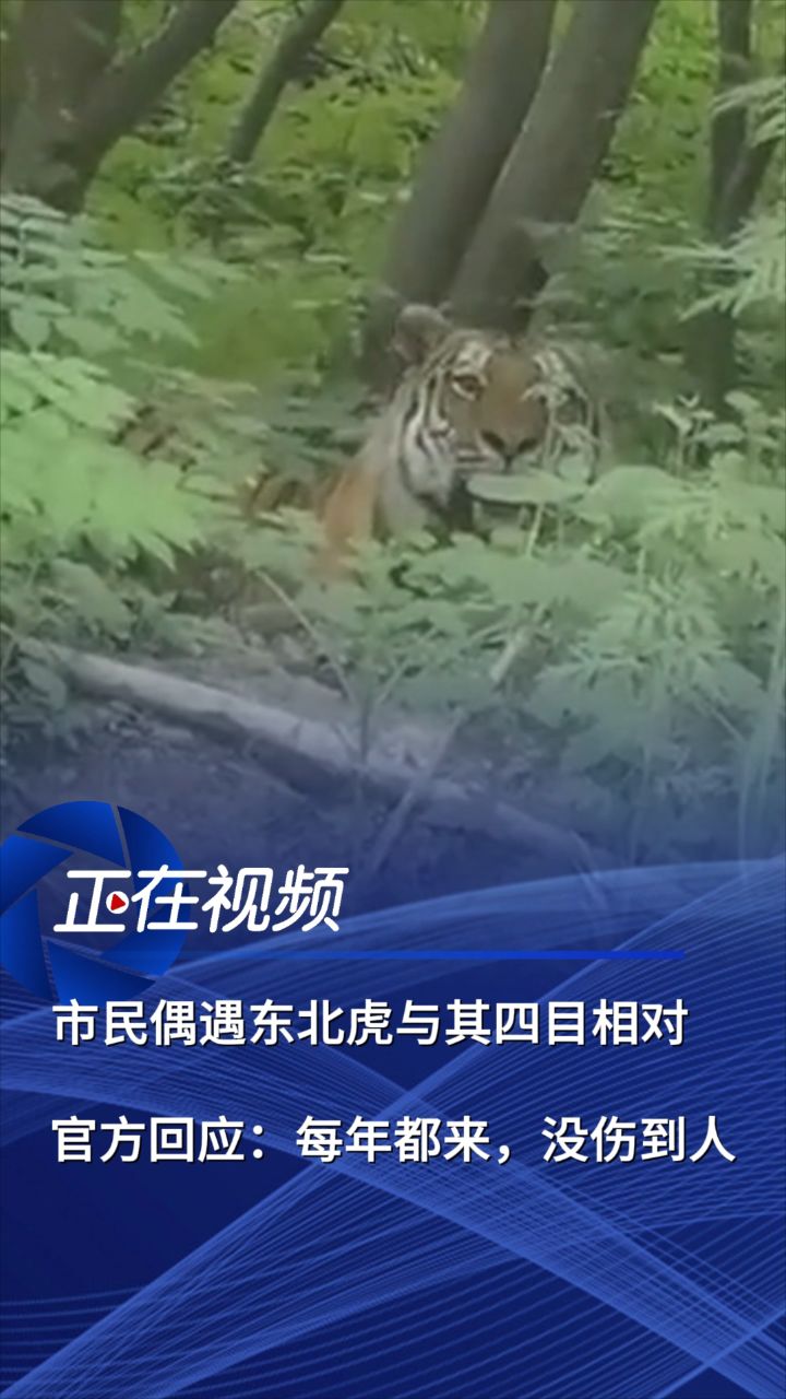 开云体育下载-吉林东北虎再度受挫，遭遇深圳马可波罗强劲反击的简单介绍